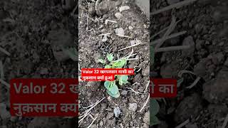 Valor 32 Herbicide का साईड इफेक्ट? #weedicides #खरपतवारनाशी #agriculture   #farmer