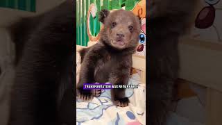 Man and bear cub form bond after rescue #animals #animalshorts #shortvideo