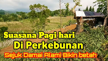 Suasana pagi hari di kebun bikin betah