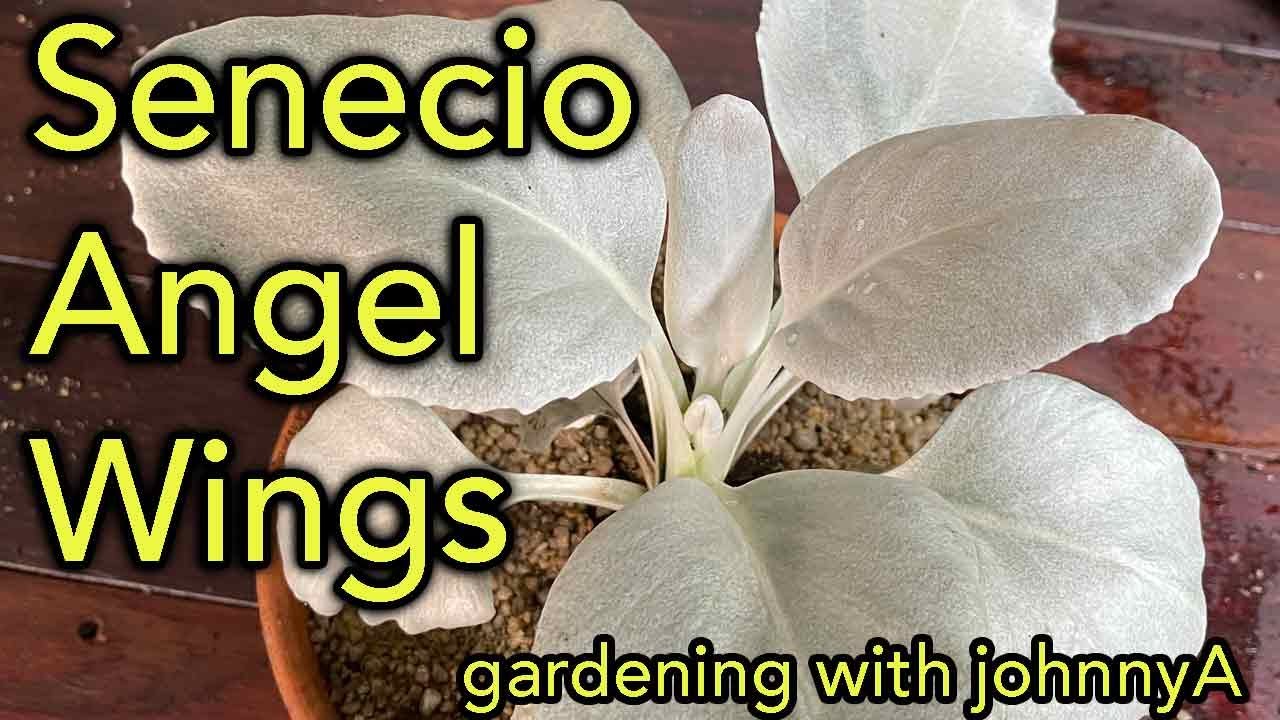 How to grow Senecio Angel Wings - A Great Silver Foliage Plant