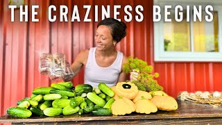 Download Lagu BIG Canning Day! Easy Recipes for PICKLES and RELISH MP3 Download Lagu BIG Canning Day! Easy Recipes for PICKLES and RELISH MP3