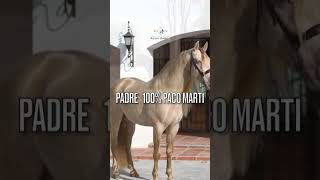 Potrillo Español Negro, Hijo de Perlino 100% Paco Marti 🐴🐴🐴