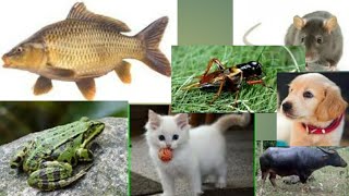 Download Lagu Nama-Nama hewan dalam bahasa toraja MP3