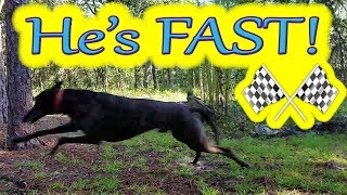 Greyhounds are FAST and lazy! | Life with a retired racing Greyhound