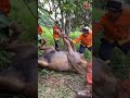 Resgate de cavalo em São Sebastião DF #formosa