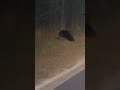 PROMISE KEEPERS LAWN CARE RAN INTO THE BEARS😯OH MY!