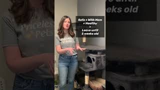 Kitten Season - Tips!