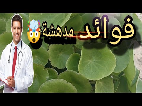 سر نبتة تنمو بين الصخور نبتة صغيرة فوائد عظيمة