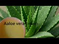 Aloe vera cream