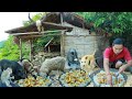 survival in the rainforest-found bamboo shoot for cook With egg &amp; give to pets HD