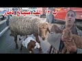At 12 000 The Whole Market Collapsed Even The Sheep And Goats Those Buying Are Happy And Thos 