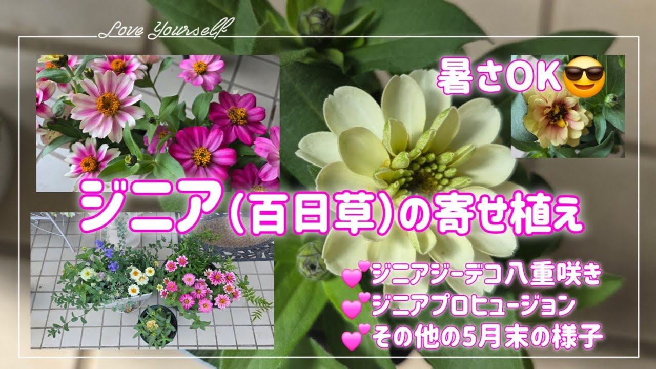 夏の定番ジニアで【夏の寄せ植え】どの色も可愛いよね💕 - YouTube