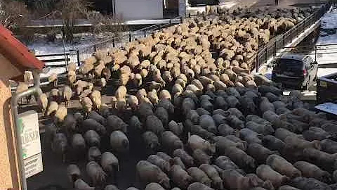 Schafe im Blick in Schntal