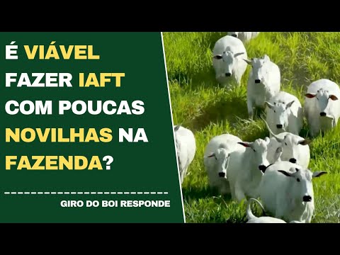 É VIÁVEL FAZER IAFT COM POUCAS NOVILHAS NA FAZENDA?