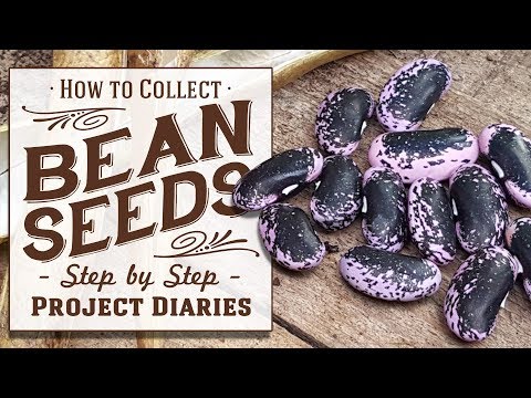 Video: Skladiščenje semen fižola - Naučite se shraniti semena fižola