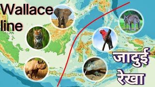 Wallace line | वो अदृश्य रेखा जो तय करती है कौन-सा जानवर कहाँ मिलेगा | Biological line