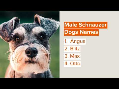 Best Schnauzer Names For Your New Dog