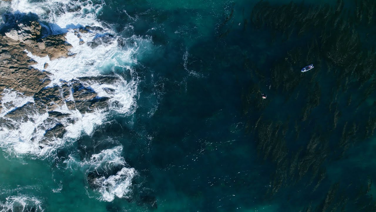 Innovation in Selective Breeding Unlocks Kelp Farming Potential