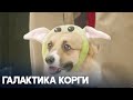 Корги-джедаи и корги-дроиды посостязались на выставке в Москве