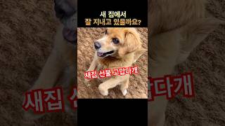울타리 쳐주고 새집을 선물한 눈이 안보이는 강아지가 잘 적응하고 있는지 다시 찾아가 봤어요🐶 #시골강아지