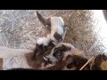 Nigerian Dwarf Goat Full Labor (Dreamer)