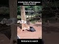 #FunnyMonkey #MischievousMonkeyDailyLife #AnimalHighlights #ConfusingMonkeyBehavior#viral