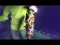【アジ泳がせ】カサゴ釣って食べる【佐渡ヶ島釣り車中泊#16】外海府周辺