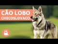 Cão Lobo checoslovaco - Tudo sobre essa raça rara no Brasil