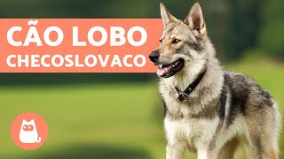 Cão Lobo checoslovaco  Tudo sobre essa raça rara no Brasil