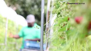 Strawberry Picking: A Sweet Adventure!