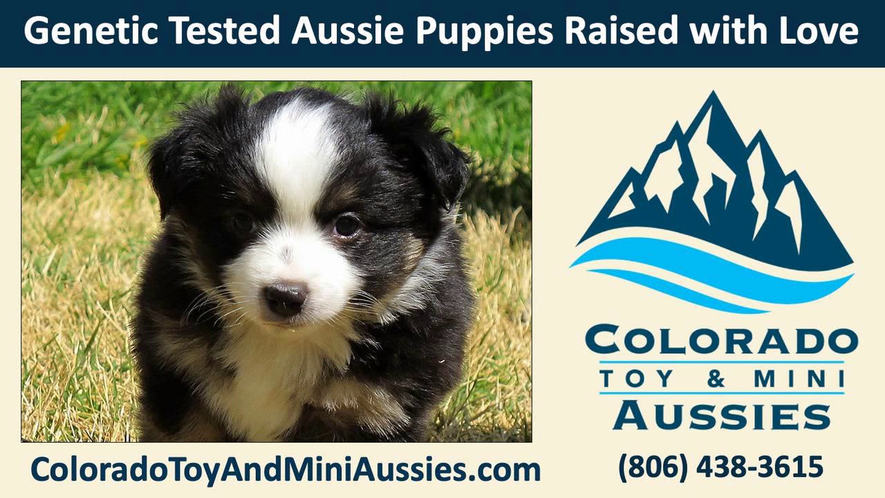 2. Affordable Australian Shepherd Puppies for Sale - wide 6