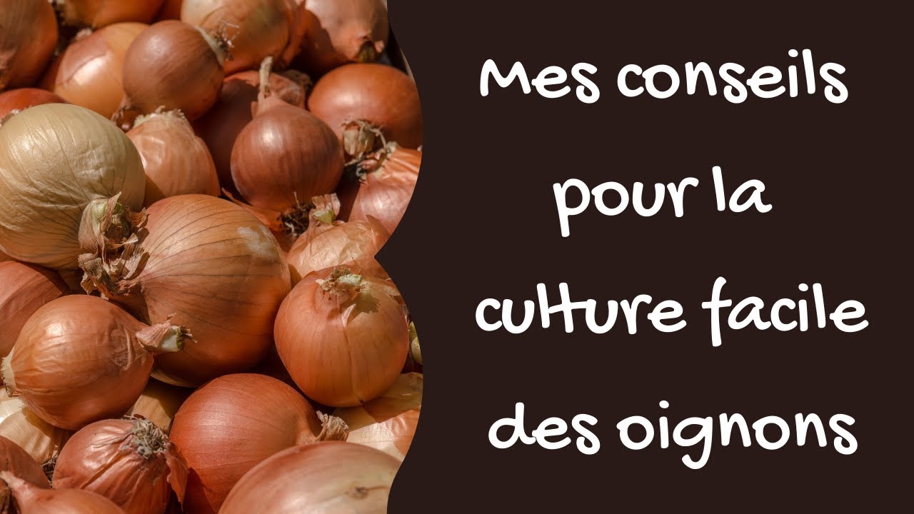 Réussir la culture des oignons