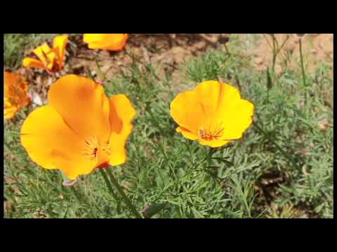 Discover Pollination At San Luis Obispo Botanical Garden Youtube