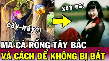 Thứ CÂY LẠ xua MA CÀ RỒNG của người TÂY BẮC, khiến ai nghe cũng RÙNG MÌNH | Tin Việt Độc Lạ
