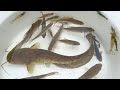 お魚キラーとガサガサで巨大ナマズ、綺麗な小魚、エビを捕獲したよ。