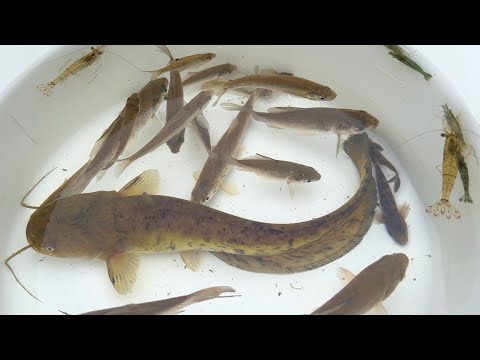 Видео: Я поймал гигантского сома, красивую маленькую рыбку и креветку рыболовом.