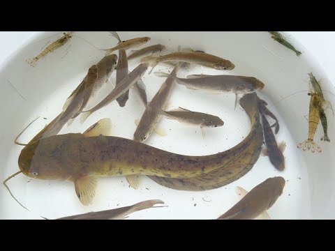 SHU様 確認用　5.8 catfish Redtail Ripsaw Catfish (Oxydoras niger) – Predatory Fins