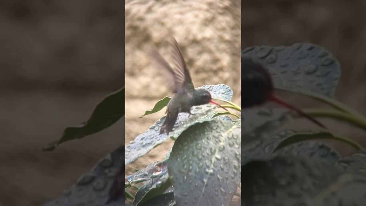 HUMMINGBIRD Splash! 💦 ¡El Gran Chapuzón del COLIBRÍ!