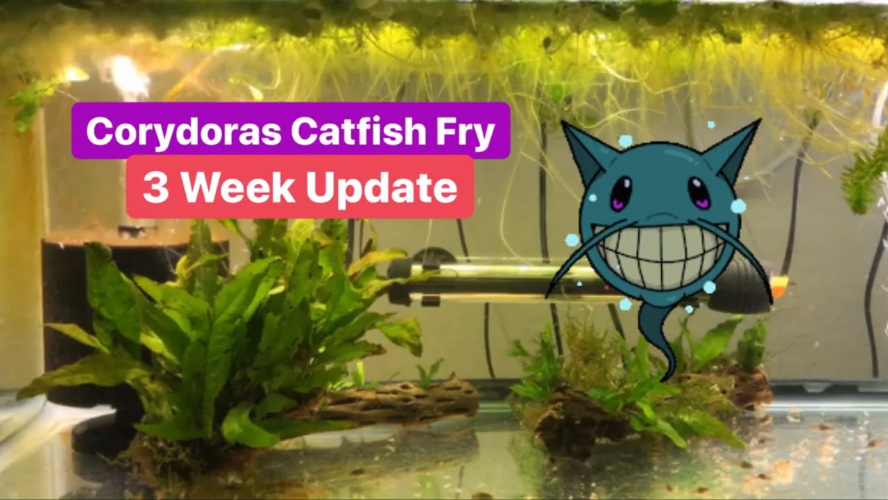 Corydoras Catfish Fry 3 Week Update YouTube