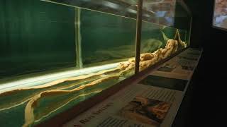 Giant squid Architeuthis Dux The largest invertebrates on Earth