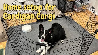 Home setup for cardigan corgi (and a peek of puppy Totle!) | Totle the corgi Ep.43