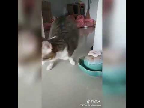 Video Lucu Hewan  Kucing Perjuangan dengan  dua kaki  