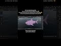 Tiburon rosa con moño rosa, animación 3D, #3d #animation #blender #art #anime #gaming