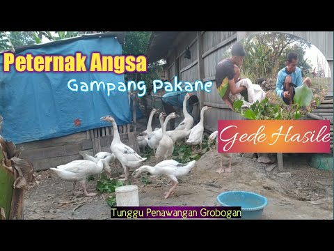 Video: Angsa Desa