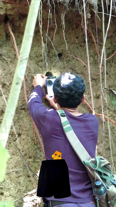 Menangkap, Mencari sarang burung di lubang tanah Ngebolang #3 #bolang #Shorts