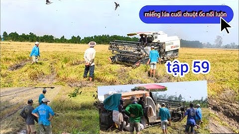 Còn mấy miếng lúa cuối người ta ra bắt chuột quá chừng luôn( tập 59) #sanbat #bắtchuộtđồng