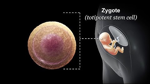 Stem Cells
