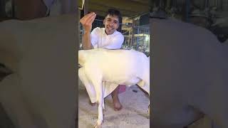 tabuk Saudi Arabia. #comedy #automobile #shortvideo #song #shortsfeed #shorts #subscribe #short