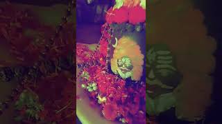 Bam Lahiri Mahadev Shivling Shingar By Payal