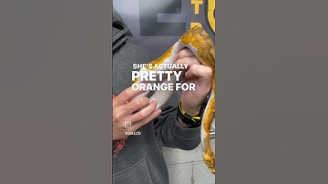 My GORGEOUS Clown Pied female! 🧡 #ballpythonmorphs #ballpython #reptile #snkeltd